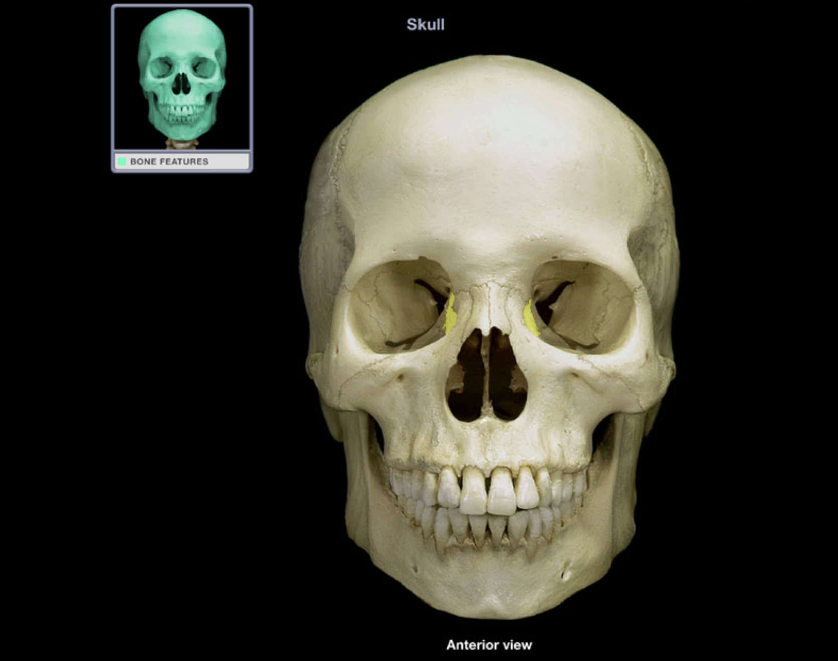<p>Lacrimal bone</p>