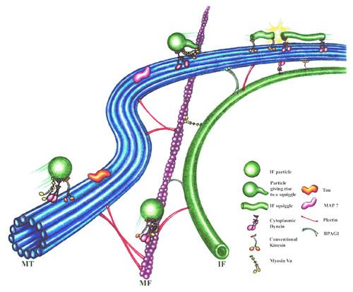 diverse class of cytoskeletal elements that bear tension like microfilaments