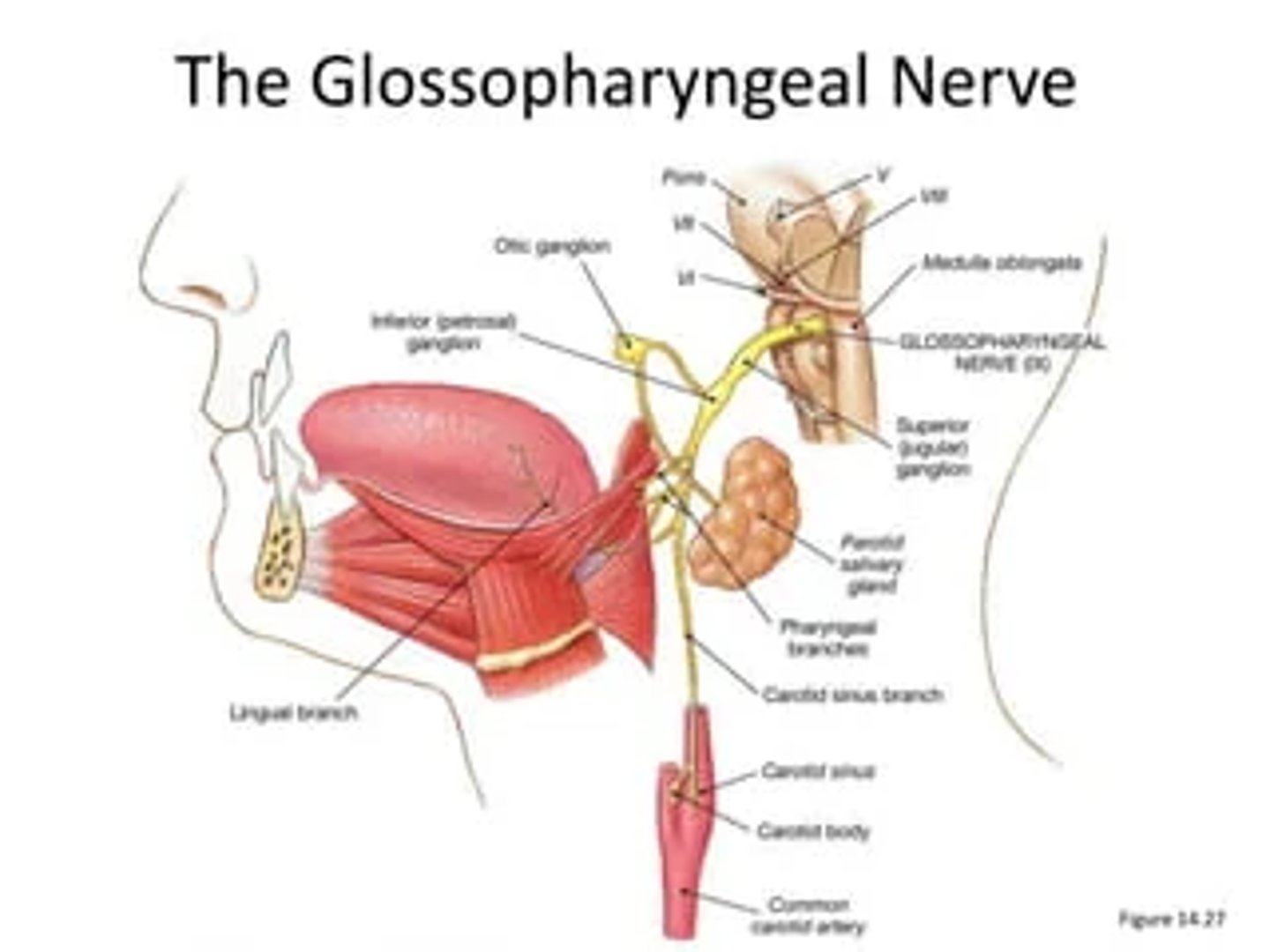 <p>Sensory information conveyed by the glossopharyngeal nerve (general somatic sensory):</p><p>1. Mucosa of the tongue</p><p>2. Oropharynx</p><p>3. Tonsils</p><p>Taste information conveyed by the glossopharyngeal nerve (special sensory):</p><p>4. Posterior tongue</p>