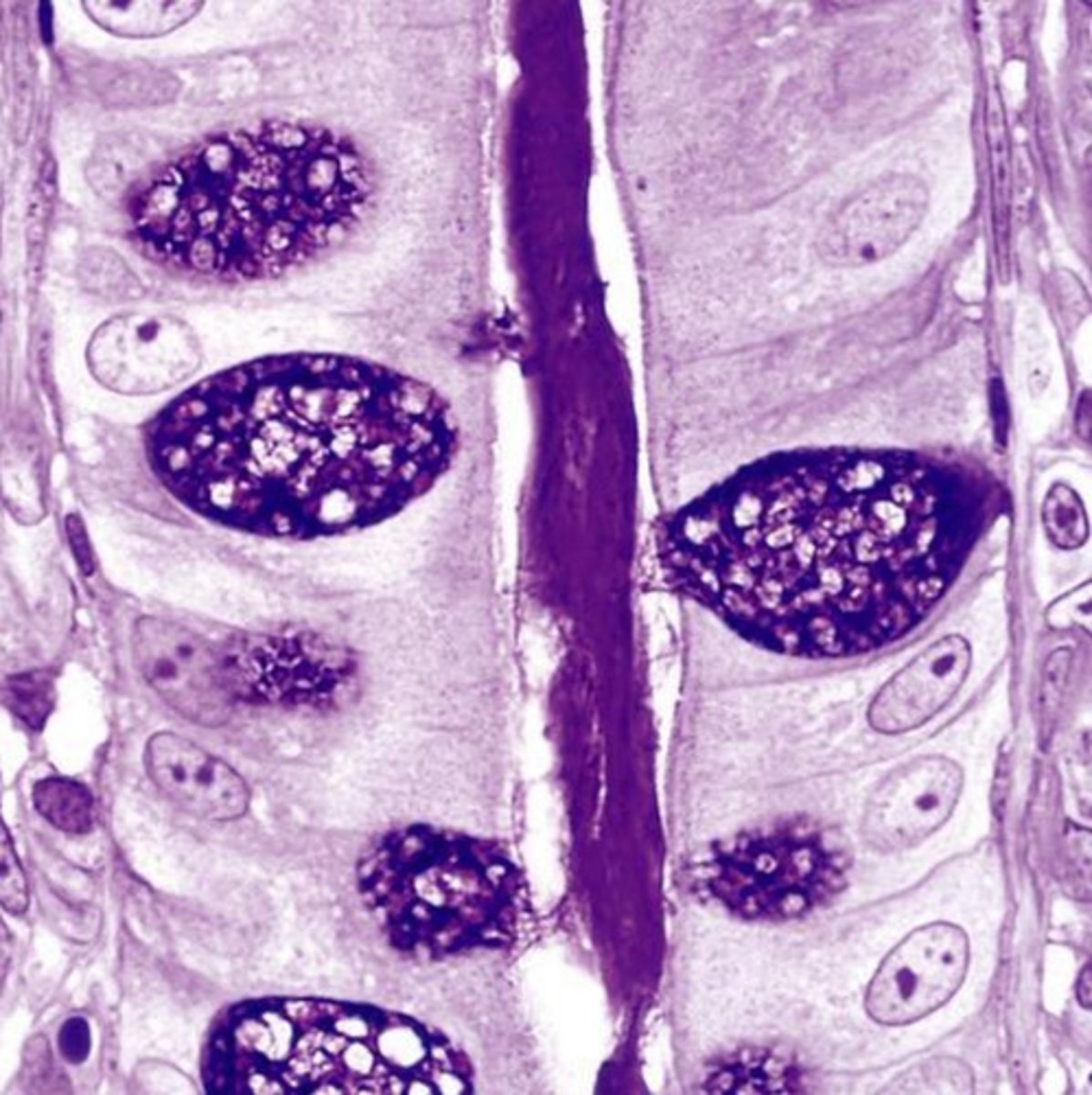 <p>colonocytes (dark staining)</p><p>- absorptive</p><p>goblet cells (light staining)</p>
