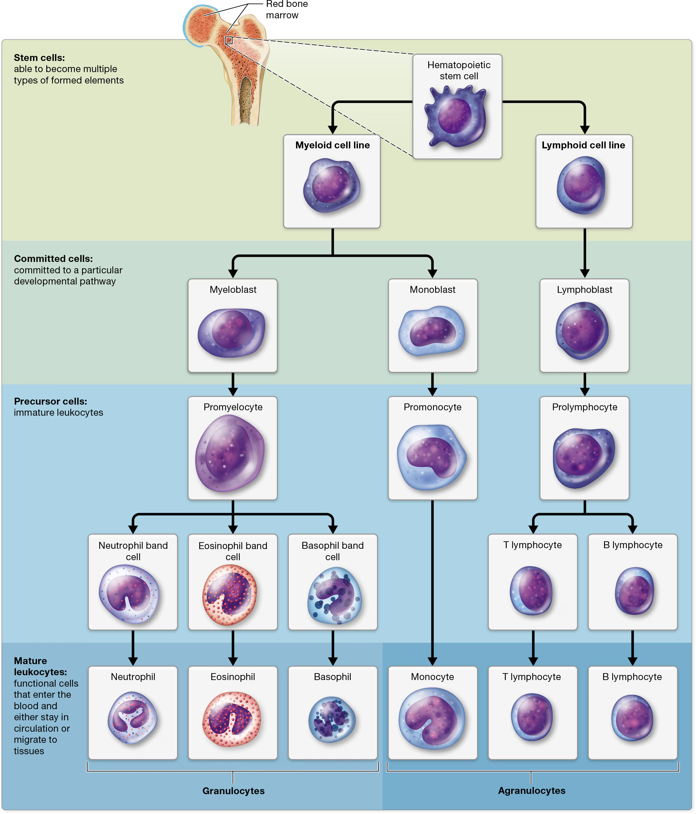 <ol><li><p>all leukocytes arise from hematopoietic stem cells (HSCs)</p></li></ol><p></p><ol start="2"><li><p>from HSCs, they divide into<u> 2 cell lines</u>: <strong><em>Myeloid cell line </em></strong>(produces most of the formed elements, including erythrocytes and platelets) and <strong><em>Lymphoid cell line</em></strong> (forms lymphocytes)</p></li></ol><p></p><p><strong><u>Myeloid cell line:</u></strong></p><ol><li><p><strong><em>differentiates early into blast cells</em></strong> that are committed to becoming monocytes or granulocytes.</p></li></ol><p></p><p><strong>Monocytes </strong>develope from </p><ol><li><p>monoblasts (commited cells) that turn into </p></li><li><p>promonocytes, then finally </p></li><li><p>monocytes</p></li></ol><p></p><p><strong>Granulocytes </strong>develope from </p><ol><li><p>myeoblasts that turn into</p></li><li><p> promyelocytes, then </p></li><li><p>band/stab cells (which develop into mature granulocytes that enter the bloodstream.).</p></li></ol><p></p><p><strong><em>If someone has an active infection</em></strong>, it is common to find band cells in the blood as the immune system attempts to rapidly increase the numbers of circulating leukocytes.</p><p></p><p><strong><u>Lymphoid cell line:</u></strong></p><p></p><ol><li><p>lymphoid cell line</p></li><li><p>lymphoblast</p></li><li><p>prolymphocytes</p></li><li><p>Mature B and T lymphocytes</p></li></ol><p></p><p><strong><em>B lymphocytes remain in the bone marrow, whereas T lymphocytes migrate to the thymus gland in the mediastinum to complete their maturation</em></strong></p><p></p>