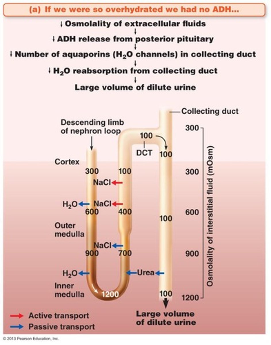 <p>Permeable to water, impermeable to salts.</p>
