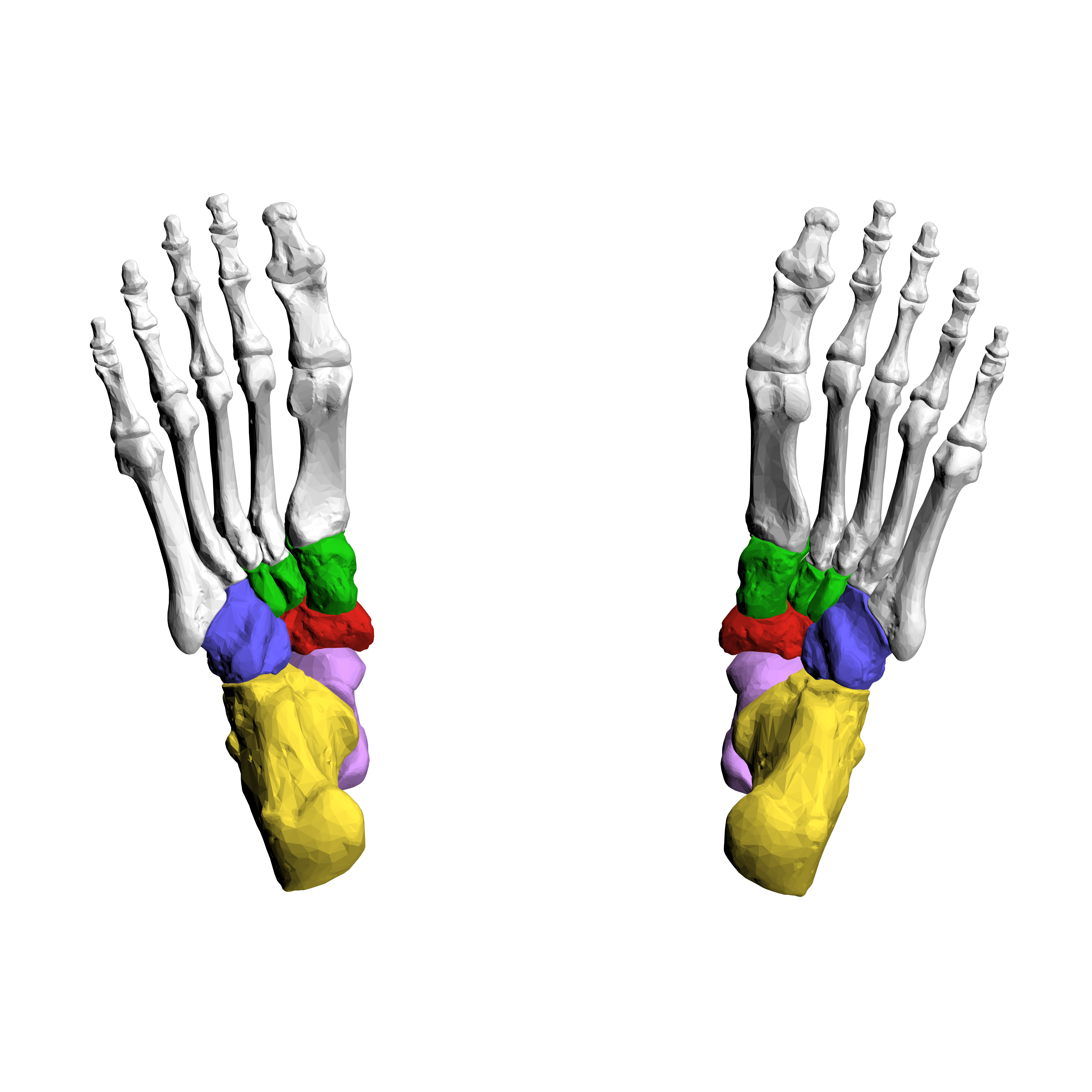 <p>Label the tarsal bones. Which one connects to the leg? Which one has a common name?</p>