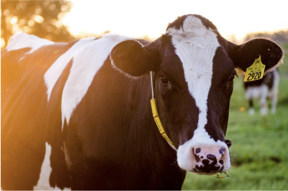 <p>dairy breed</p>