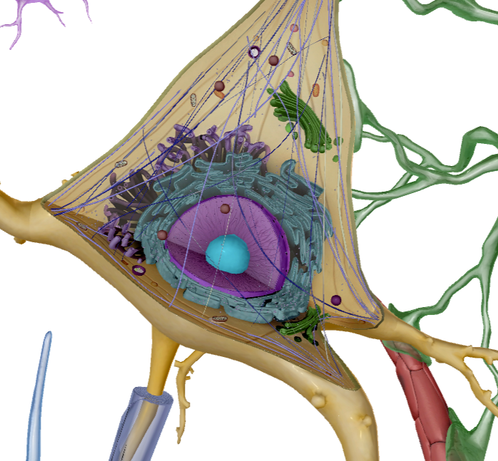 <p>What is this?</p><ul><li><p>Contains genetic information of the cell</p></li></ul>