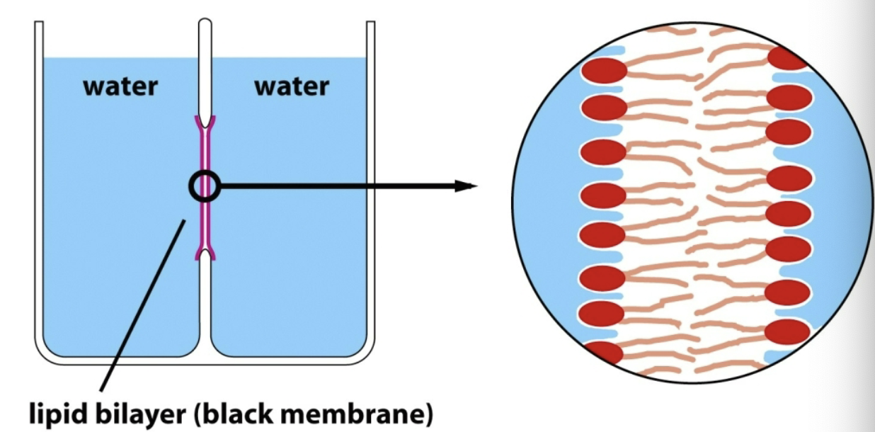 <p>Technique used to study lipid membranes; consists of a dish with two chambers and a wall between them—the wall has a hole/window</p><p><strong>Planar lipid bilayer that is formed across this window</strong></p><p>Does not necessarily mimic cellular conditions, but have access to change conditions on either side of the membrane and apply a voltage!</p>