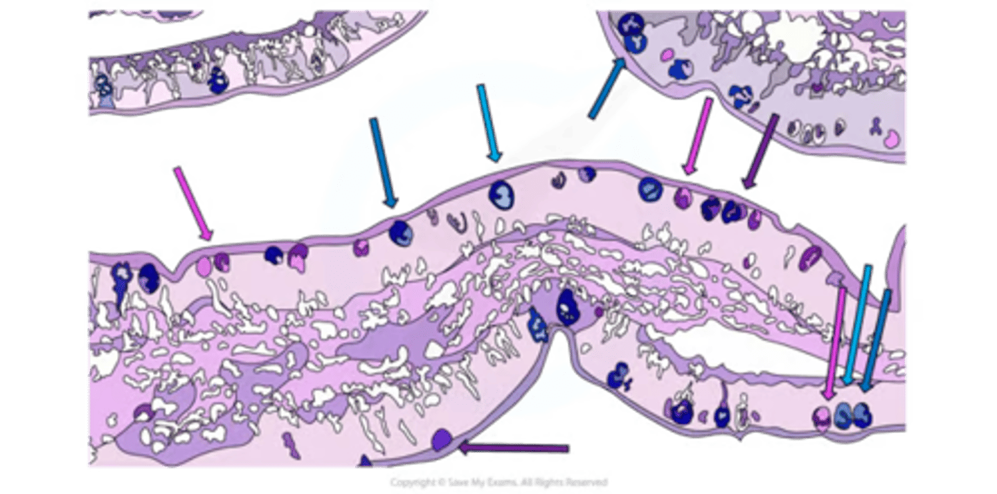 <p>-scattered throughout the ciliated epithelium in the trachea</p><p>-<strong>mucus-producing</strong> cells secrete viscous mucus = traps dust, bacteria + other microorganisms + prevent them from reaching lungs</p><p>-mucus then swept along cilia of ciliated epithelium upwards + is swallowed </p><p>(then destroyed by HCL)</p>