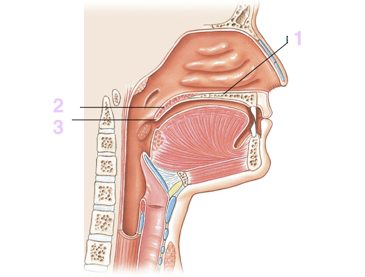 <p>1: harde gehemelte dat neus- en mondholte van elkaar scheidt.</p>
