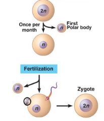 <ul><li><p>This is the process, when female gametes (eggs/ova) are produced in the ovaries</p></li><li><p>Usually begins with diploid cell oogonia</p></li><li><p>The oogonia begins before birth, through mitosis. They begin meiosis but stops at prophase I. </p></li><li><p>There is an unequal division of cytoplasm </p></li><li><p>The cell that receives most cytoplasm continues to go through meiosis I and meiosis II to form viable egg</p></li><li><p>Smaller cells are formed, and these are the cells that did not get a lot of cytoplasm and are called polar bodies, and will eventually disintegrate</p></li><li><p>Meiosis II will not be completed unless the egg is fertilized </p></li></ul><p></p>