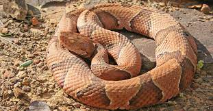 Eastern Copperhead