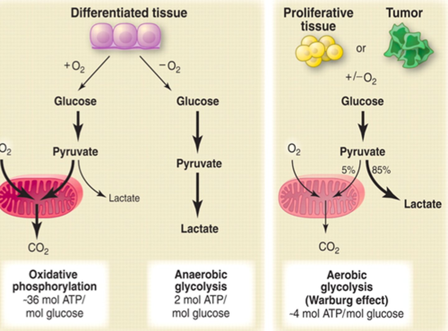 <p>- many cancer cells produce ATP through increased glycolysis followed by lactate production</p><p>- Cancer cells: aerobic glycolysis is used to rapidly produce ATP and is termed the Warburg Effect</p><p>- causes rapid cell growth</p>