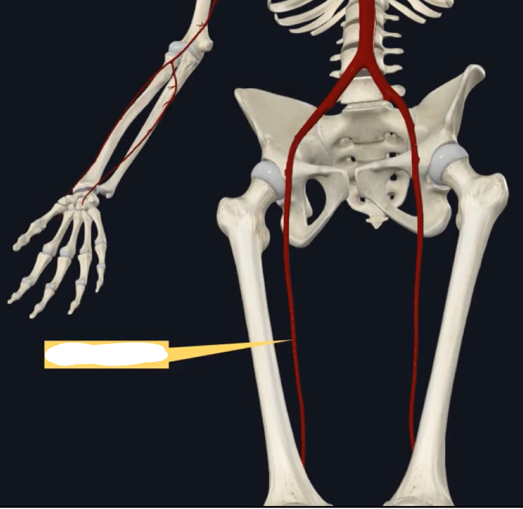 <p>Name this artery of the lower body. </p>