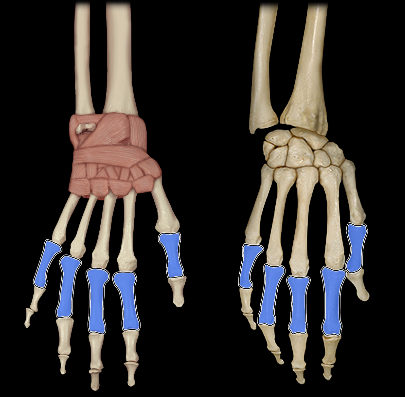 <p>Proximal phalanges of fingers</p>
