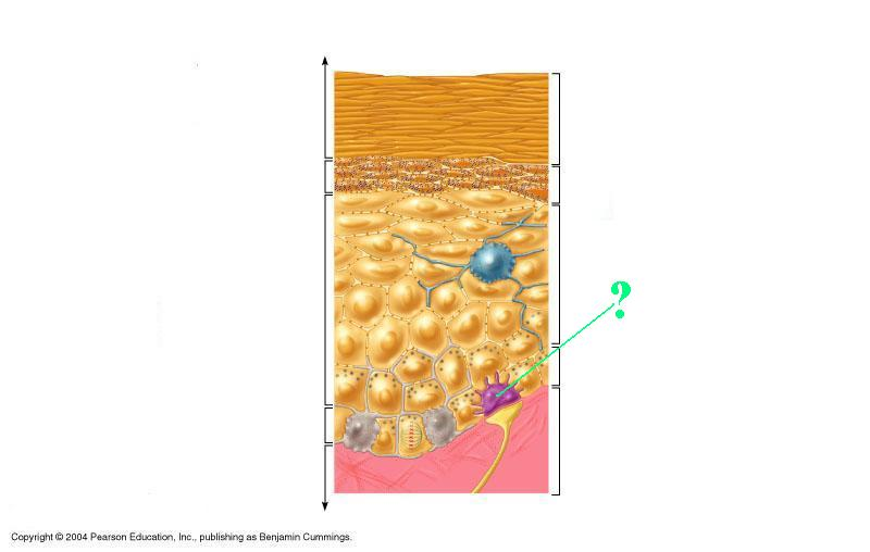 <p>Identify the indicated structure of the epidermis.</p>