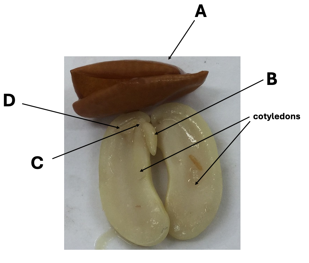 <p>Structure ____ is the hypocotyl</p><ul><li><p>A</p></li><li><p>B</p></li><li><p>C</p></li><li><p>D</p></li></ul><p></p>