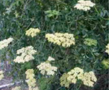 <ul><li><p>transitional zone</p></li><li><p>light colored/yellow flat flowers fanning out</p></li></ul><p></p>