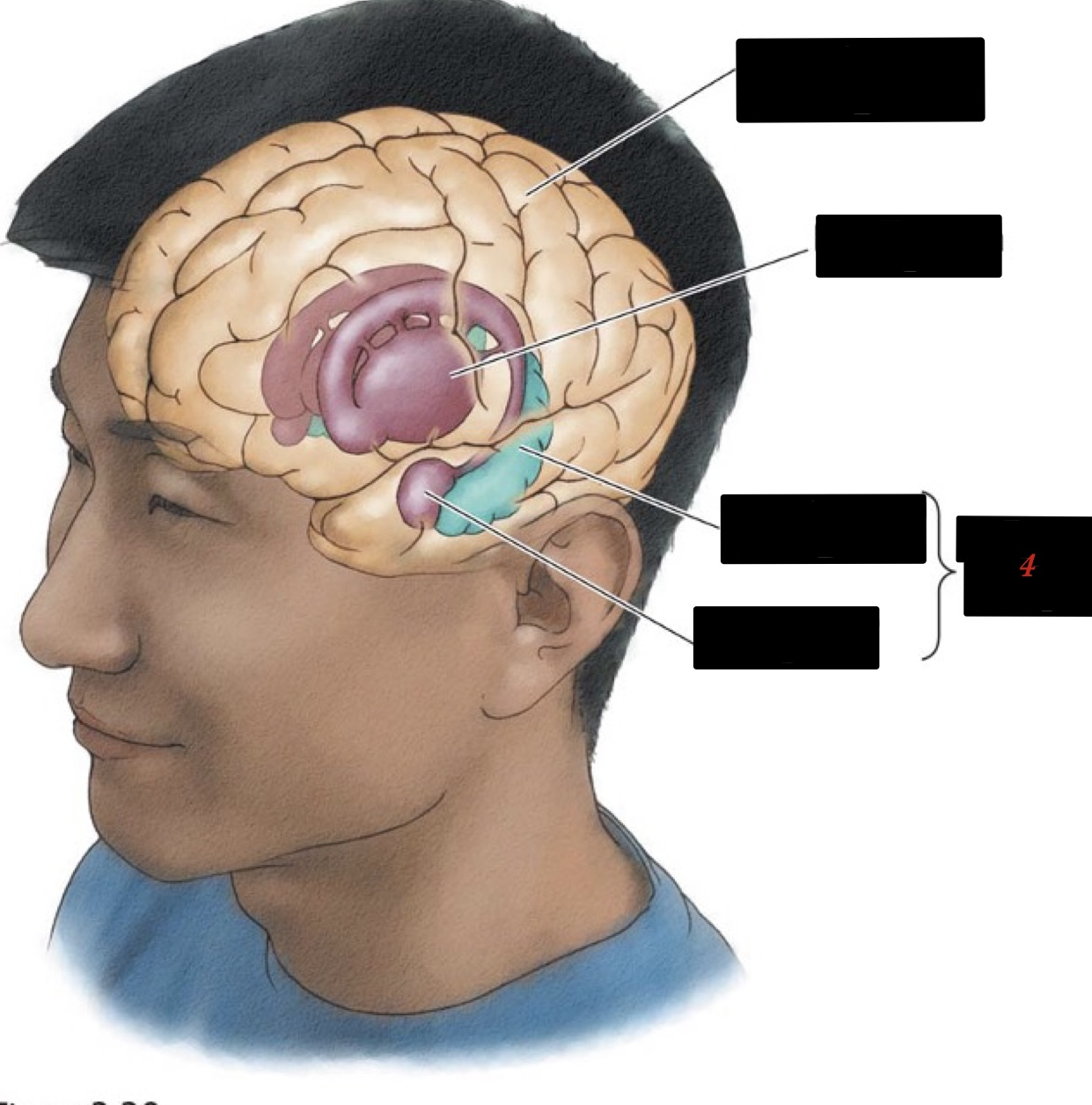 associated with basic/primitive emotions and drives 