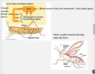 <p>blood leaves the heart through <strong>closed vessels</strong></p>