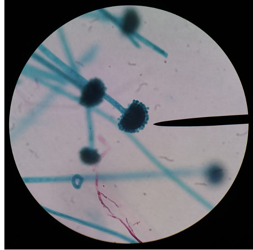 <p>What is this an image of?</p>