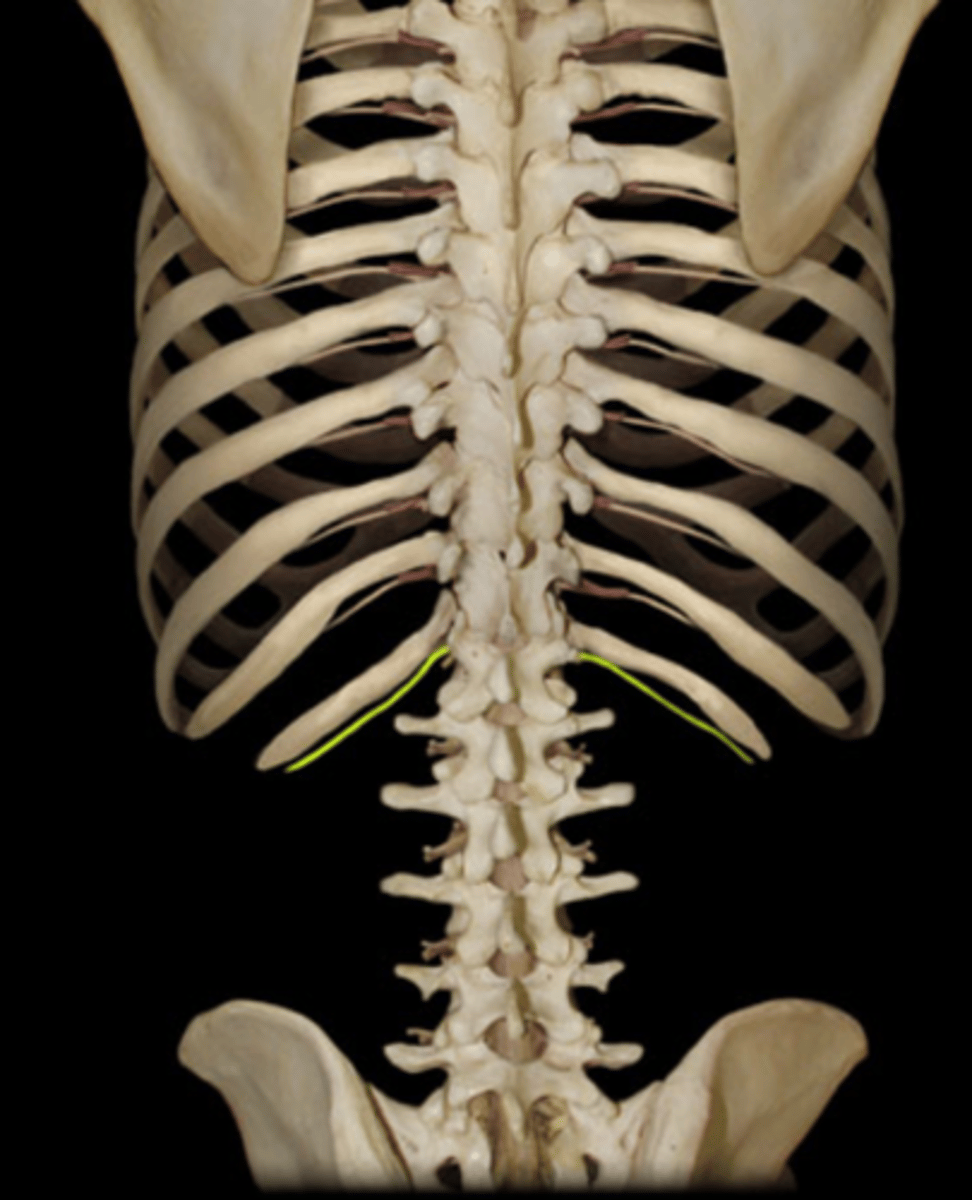 <p><em>identify the structure</em></p>