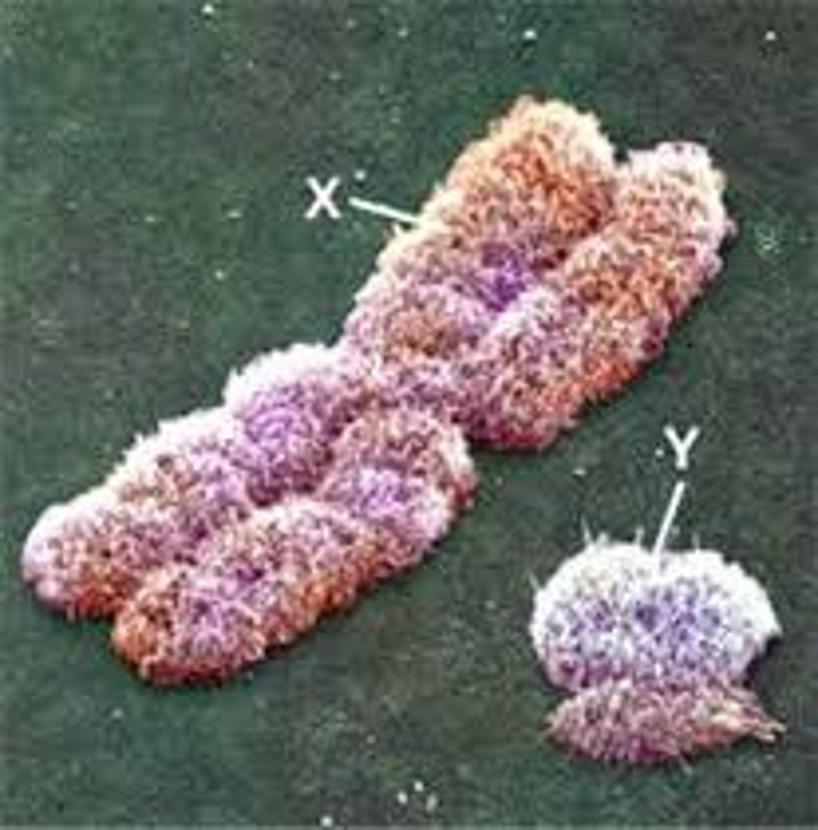 <p>the sex chromosome found only in males. When paired with an X chromosome from the mother, it produces a male child.</p>