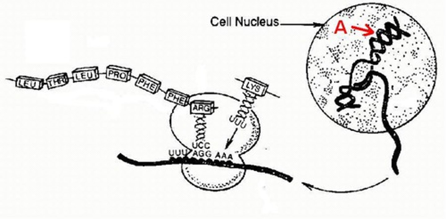 <p>What is A? Double stranded molecule that contains genes and is found in the nucleus of eukaryotic cells.</p>