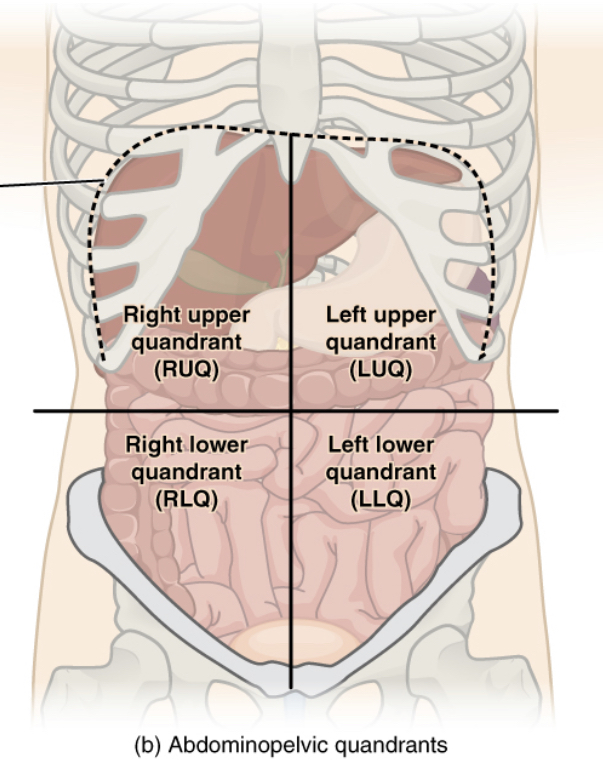 1) Right upper quadrant (RUQ)

2) Right lower quadrant (RLQ)

3) Left upper quadrant (LUQ)

4) Left lower quadrant (LLQ)