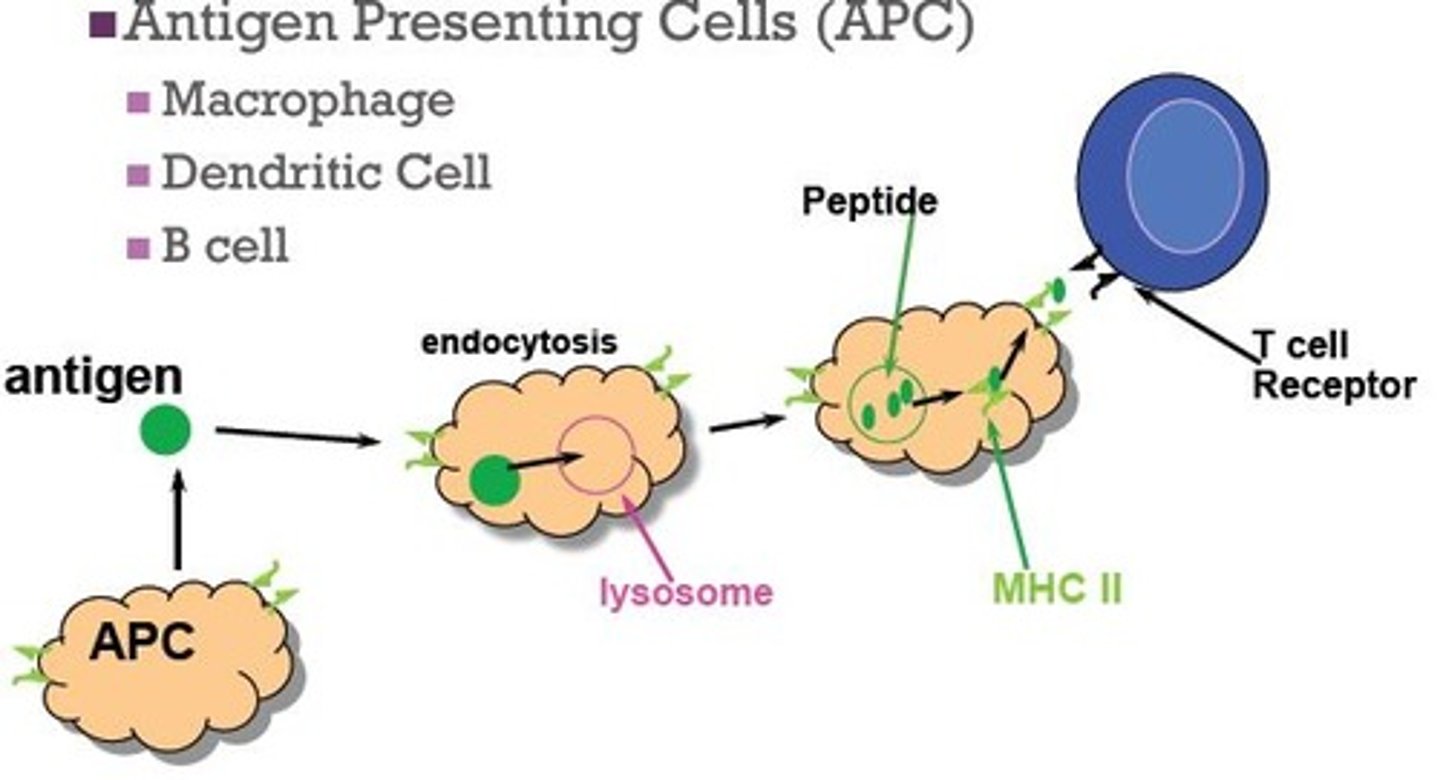 <p>antigen presenting cells</p>