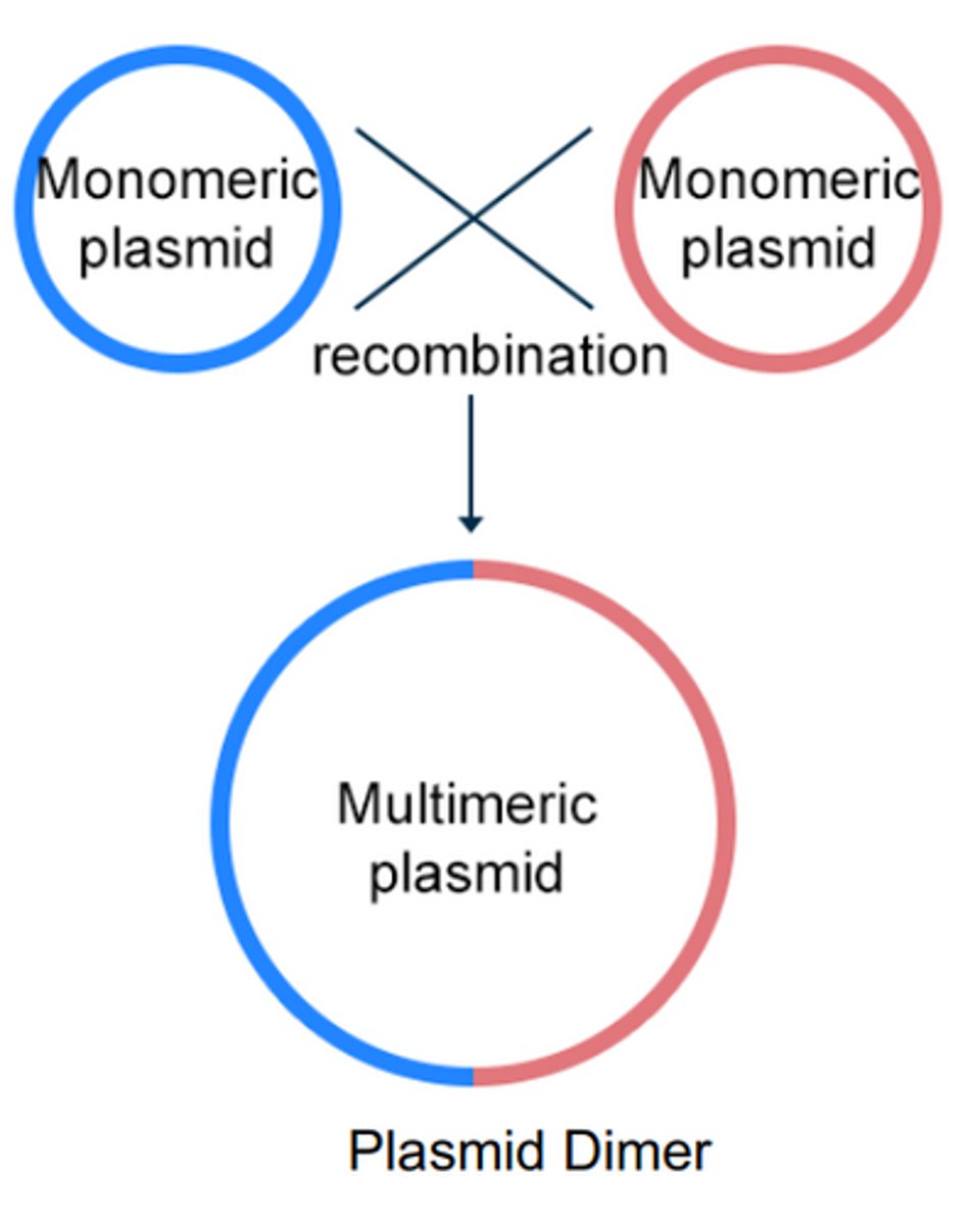 <p>Because plasmids have identical DNA sequences, they can undergo homologous recombination, and form larger multimeric plasmids.</p>