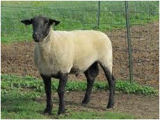 Origin: England, Traits: muscling, leanness, growth, and fertility