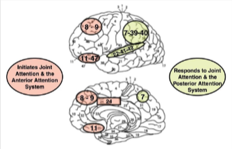<p>Attention-systems mechanisms</p>