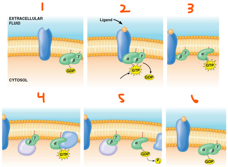 <p>Activity of Heterotrimeric G Proteins:</p><ol><li><p>___ state where GPCR isn’t bound to a ligand and G protein ___ bound, alpha subunit is bound to ___</p></li><li><p>___ binds to GPCR and ___ bound to G protein, alpha subunit is bound to ___</p></li><li><p>___ and ___ separate</p></li><li><p>Subunits ___ or ___ the ___ ___ and start signal ___</p></li><li><p>Subunit hydrolyses ___ to make ___ which ___ the subunit</p></li><li><p>Subunits ___ to make an ___ ___ ___</p></li></ol><p></p>