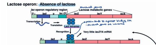 <p>In the absence of lactose, <em>lacI</em> mRNA is transcribed from the <em>lacI</em> promoter (pi) and translated into LacI protein; the LacI protein then binds with high affinity to the lactose operator (O1), which overlaps the lac promoter (p), thereby inhibiting transcription of the lac operon structural genes (<em>lacZ</em>, <em>lacY</em>, <em>lacA</em>).</p><p></p>