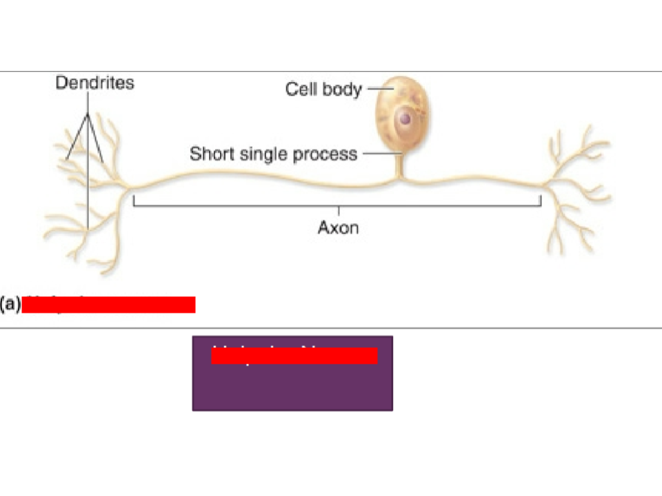 <p>one fused axon and dendrite (sensory)</p>
