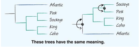 <ul><li><p>speciation events</p></li><li><p>tree can rotate around any node— resultant trees are equivalent</p></li></ul><p></p>