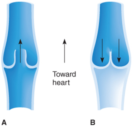 <p><strong>Veins and venules</strong></p>