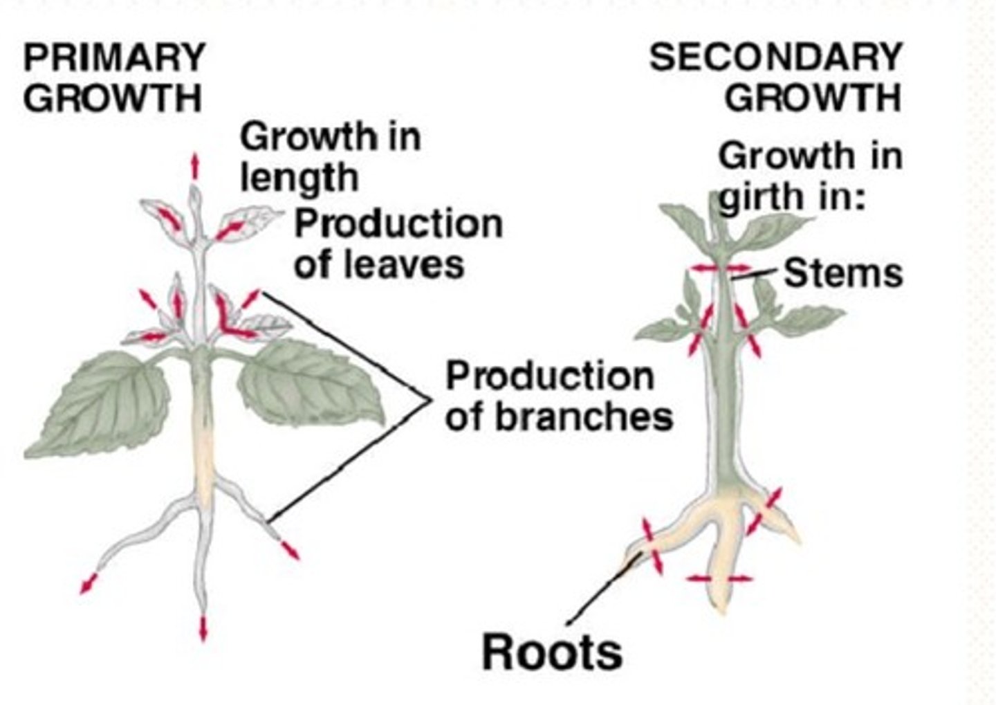 <p>Primary growth: vertical, occurs from SAM and RAM</p><p>Secondary growth: Girthiness, vascular cambium</p>