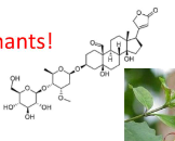 <ul><li><p>From Apocynaceae family</p></li><li><p>creates g-Strophanthin (ouabain)</p></li><li><p>Arrow poison kills elephants</p></li></ul>