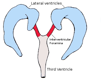 <p>Interventricular foramen of Monro.</p>