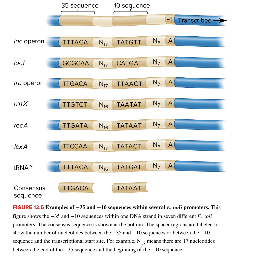 <ul><li><p>most common<strong> promotor</strong> sequence at the -35 and -10 sequences</p></li><li><p>likely to result in a high level of transcription</p><ul><li><p>if sequence deviates from the ? sequence it typically results in lower levels of transcription</p></li></ul></li><li><p>DNA</p></li></ul><p></p>