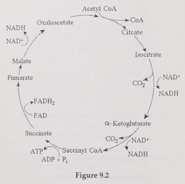 <p>Starting with one molecule of isocitrate and ending with fumarate, what is the maximum number of ATP molecules that could be made through substrate-level phosphorylation?</p><p>A)1</p><p>B) 2</p><p>C) 11</p><p>D) 12</p><p>E) 24</p>