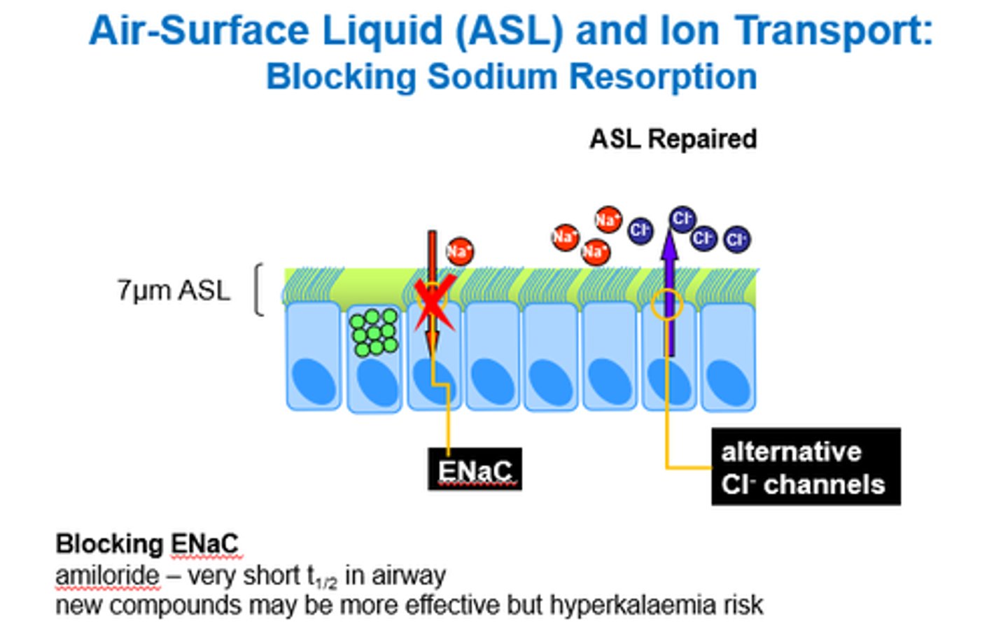 <p>Blocking ENaC (Epithelial Na Channels).</p><p>Na channel blocker!</p>