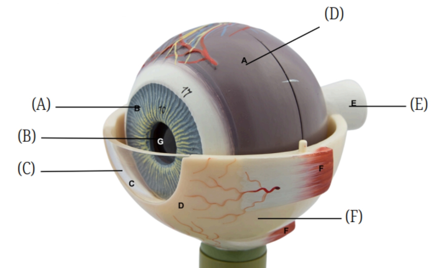 <p>What is the part of the eye labeled D?</p>