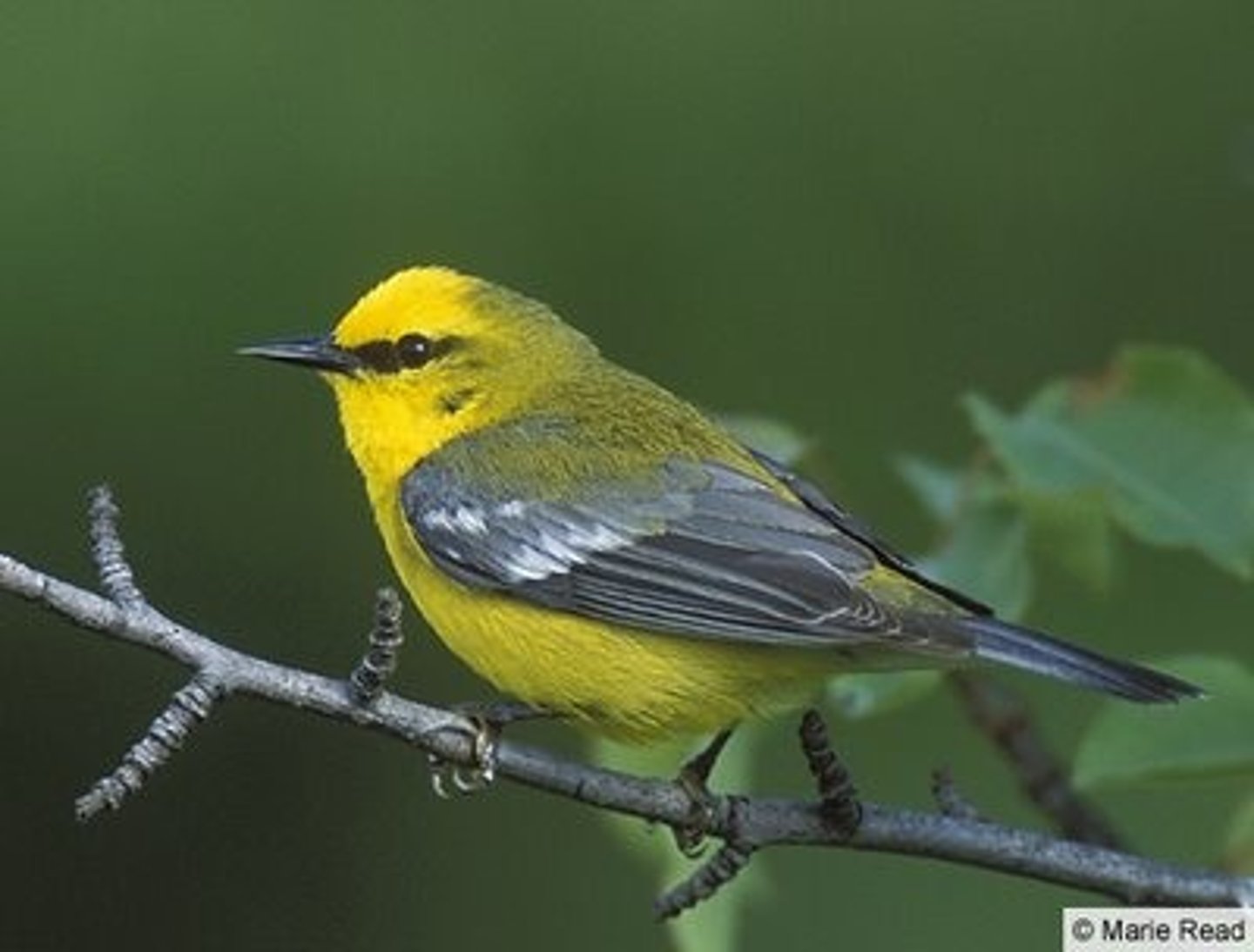 <p>Passeriformes</p><p>Yellow crown, dark eyeline, subtle lighter wingbars</p>