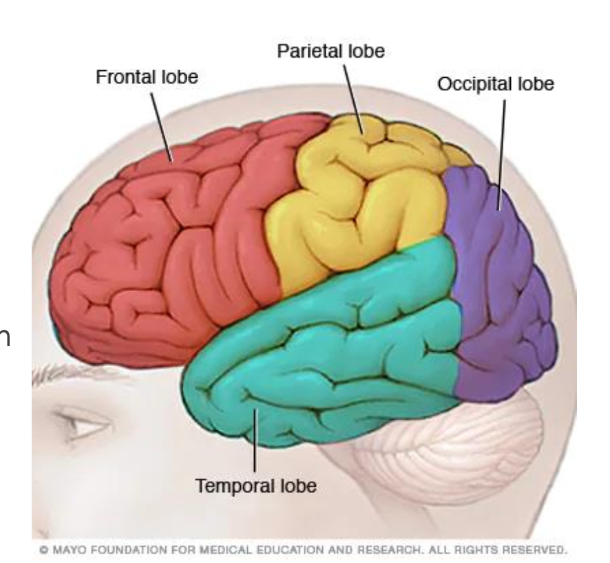 <p>Frontal - thinking and reasoning abilities, memory</p><p>Parietal - touch recognition</p><p>Occipital - integrates visual input</p><p>Temporal - recognition of sights and sounds, long-term memory storage</p>