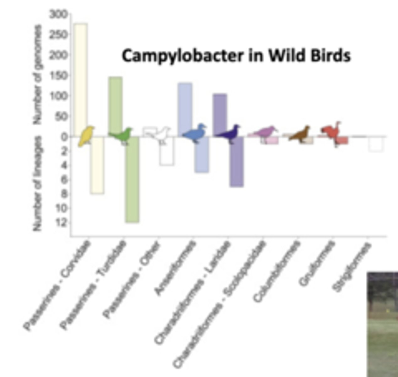 <p>Compounds which kill certain creatures like rats, mice, and insects can also threaten may other kinds of wildlife including their predators and scavengers; for ex, in red-tailed hawks, anticoagulant rodenticide poisoning can cause anemia and internal bleeding</p><p>-additionally, nontarget animals can consume toxins (i.e. slugs and snails consuming rodenticides)</p><p>-bioaccumulation is gradual buildup of a substance such as a toxic chemical in a living organism over time, often in fatty tissues, bc the organism cannot break it down or excrete it quickly enough</p><p>-antibiotics can move btw components of an ecosystem, like when humans include antibiotics in domesticated animal feed or otherwise spread drug resistant bacteria to the environment: for ex, sampling number of wild bird populations found more lineages = more bacterial genomes (bacteria that's colonized birds adapting to antibiotics)</p><p>~our environment has bacteria in it which are antibiotic resistant, which then moves back into the human population</p>