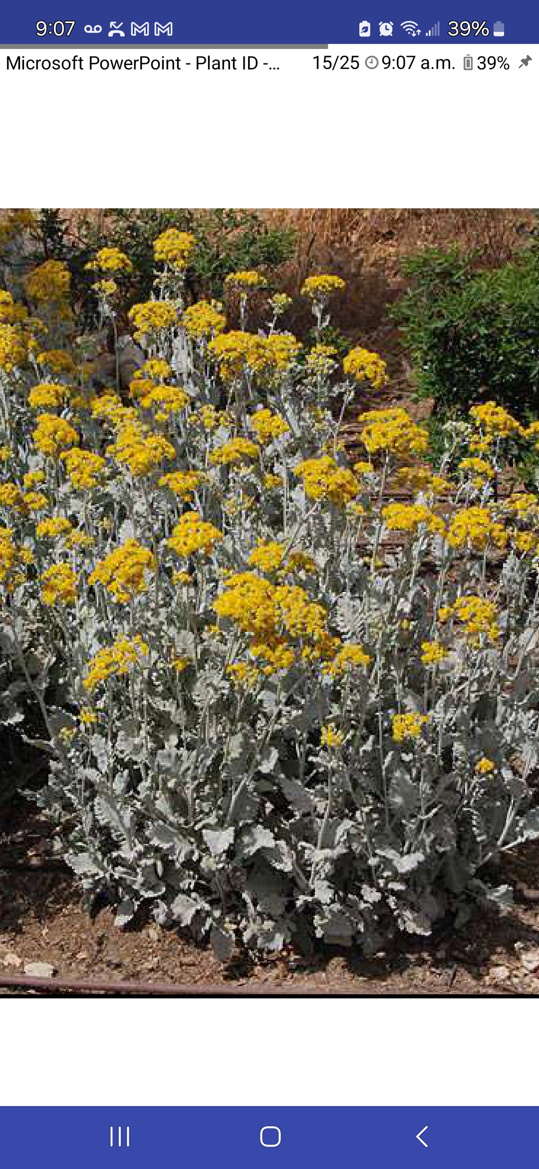 <p>Jacobaea maritima, Asteraceae</p>