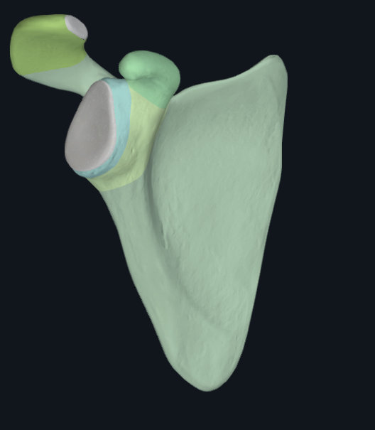 <p>Acromion Process</p><p>Coracoid Process</p><p>Glenoid Fossa (Cavity)</p><p>Suprascapular Notch</p><p>Spine</p><p>Superior Border</p><p>Lateral (axillary) Border</p><p>Medial (vertebral) Border</p><p>Infraspinous Fossa</p><p>Supraspinous Fossa</p><p>Superior Angle</p><p>Inferior Angle</p><p>Subscapular Fossa</p><p>Supraglenoid Tubercle</p><p>Infraglenoid Tubercle</p><p>Lateral Angle</p><p>Body</p><p>Neck</p><p>Costal Surface</p><p>Inferior Scapular Notch</p>