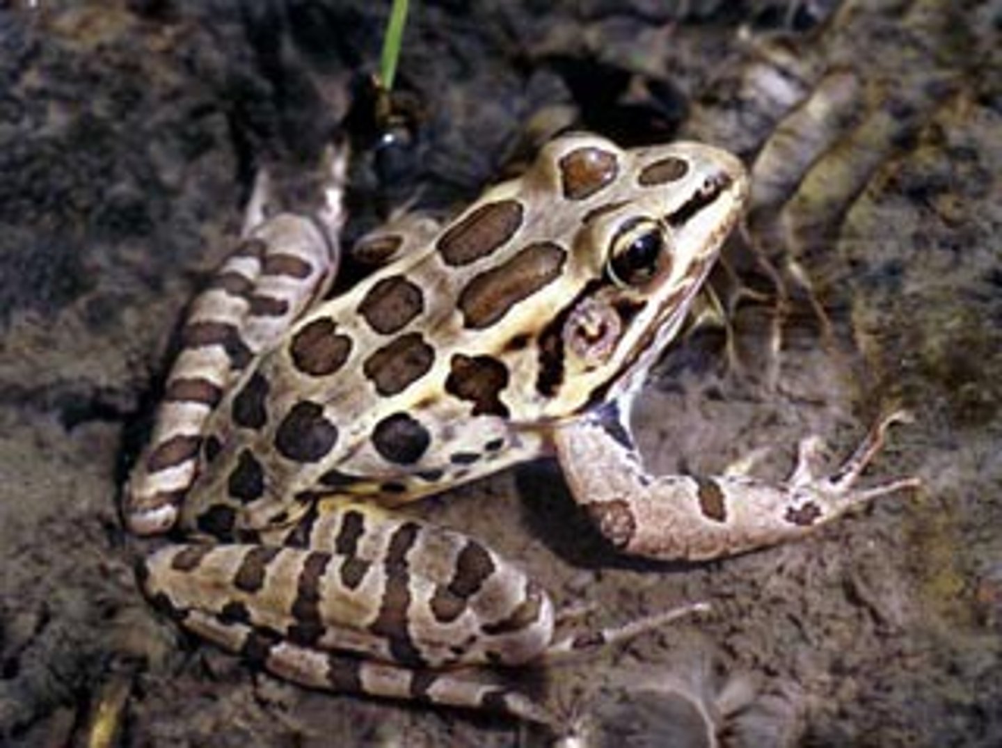 <p>Lithobates paulustris</p>