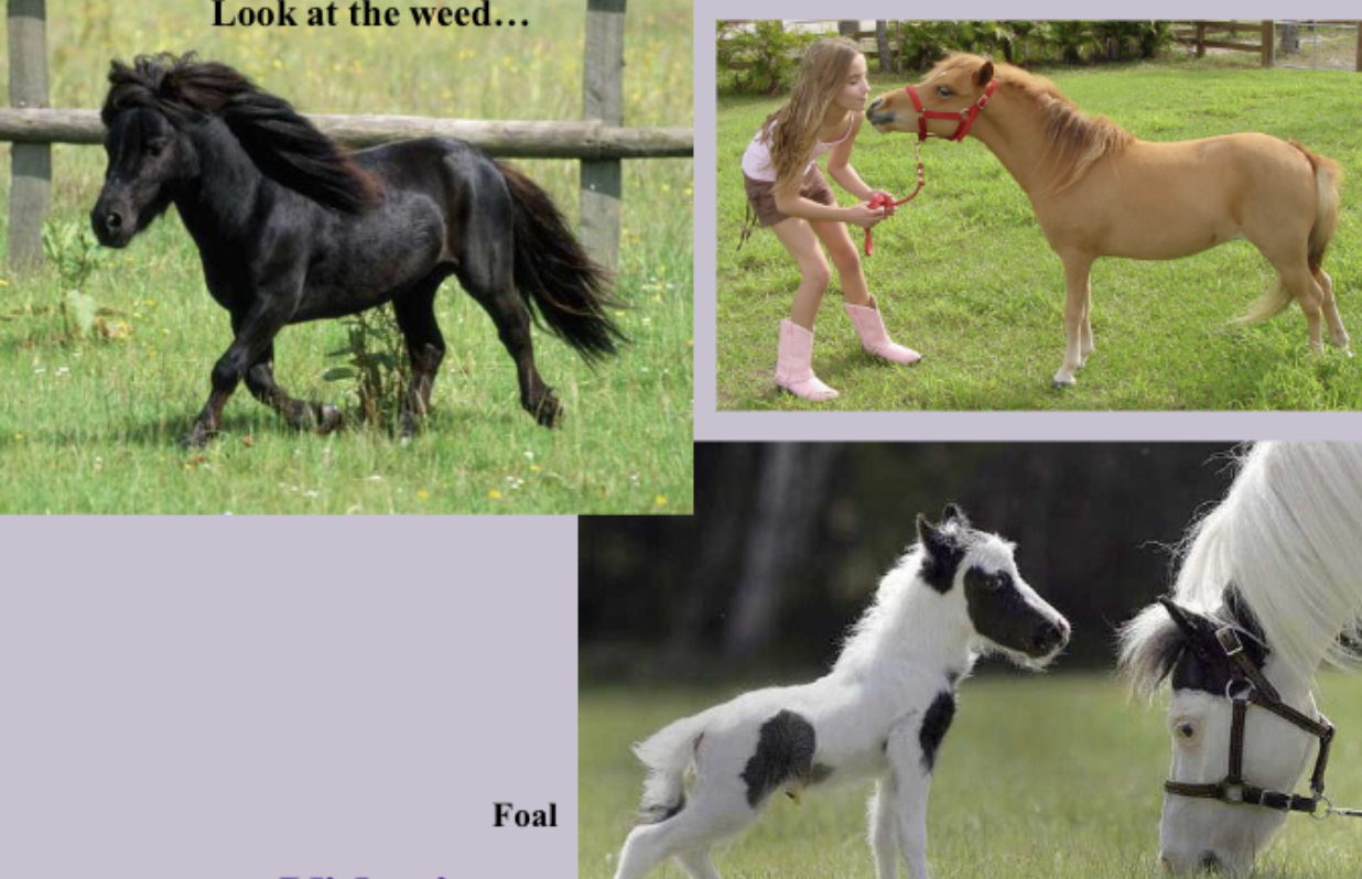 <p>What kind of pony is this?</p>